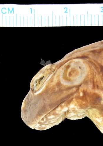 Media type: image; Herpetology A-137808